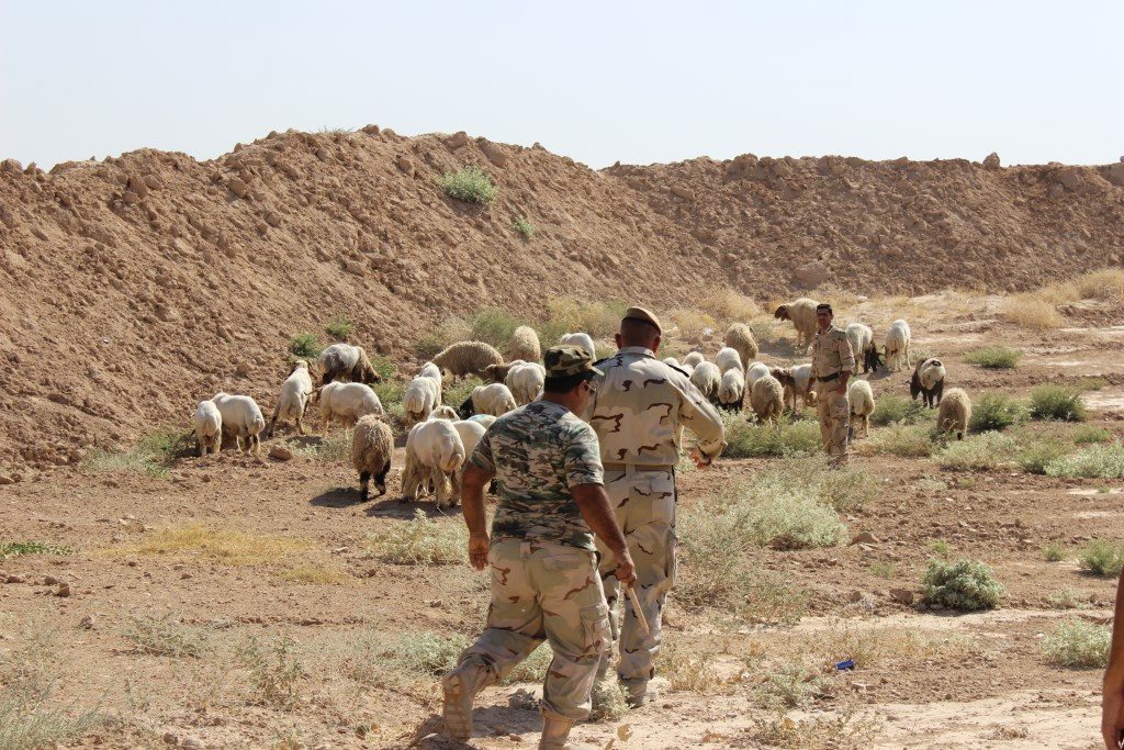 دەزگای خێرخوازی بارزانی دەیان سەر مەڕ و بزن دەگەیەنێتە سەنگەرەكانی پێشمەرگە